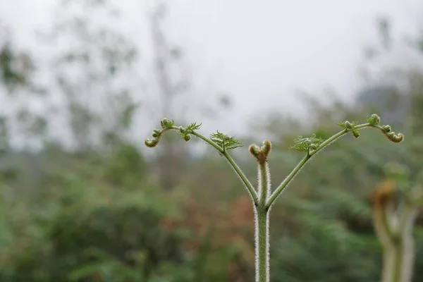 Närbild Vilda Växter Utomhus Dagtid — Stockfoto