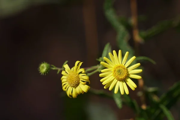 Nahaufnahme Von Farbigen Blumen Die Freien Wachsen — Stockfoto