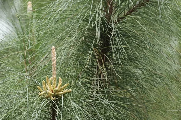 白天在户外生长的野生植物的特写 — 图库照片