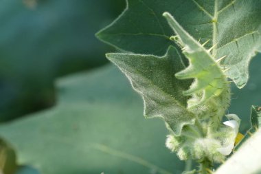 gün içinde açık havada vahşi bitkilerin yakın 