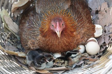sevimli civciv sadece doğdu, tavuk veya yuvada kuluçka yumurta bakıcısı
