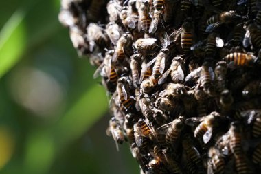 kovan üzerinde oturan arılar küme yakın