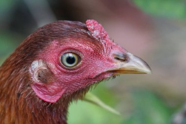 tavuk veya bakıcı yuvada yumurta kuluçka