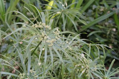 gündüz açık havada büyüyen vahşi bitkilerin yakın 