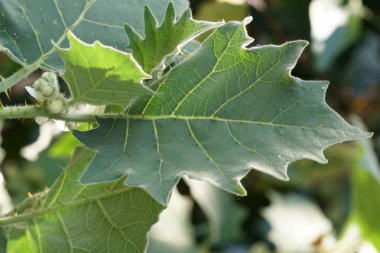 gün içinde açık havada vahşi bitkilerin yakın 