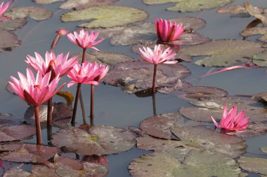 su yüzeyinde su zambak çiçekler yakın 
