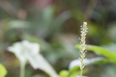gün içinde açık havada vahşi bitkilerin yakın 