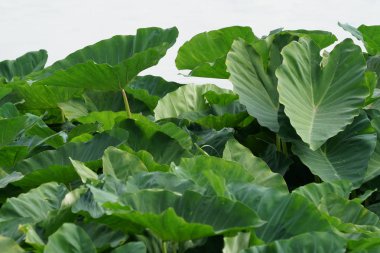 gün içinde açık havada vahşi bitkilerin yakın 