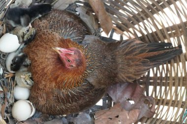 sevimli civciv sadece doğdu, tavuk veya yuvada kuluçka yumurta bakıcısı