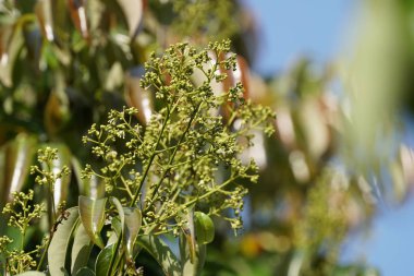 gün içinde açık havada vahşi bitkilerin yakın 