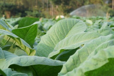 Gündüz, tarım alanının görünümü