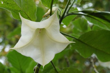 Açık büyüyen renk çiçeği yakın 