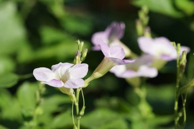 Açık büyüyen renk çiçekler yakın 