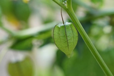 gün içinde açık havada vahşi bitkilerin yakın 
