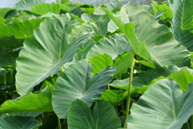 gün içinde açık havada vahşi bitkilerin yakın 