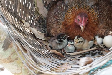 sevimli civciv sadece doğdu, tavuk veya yuvada kuluçka yumurta bakıcısı