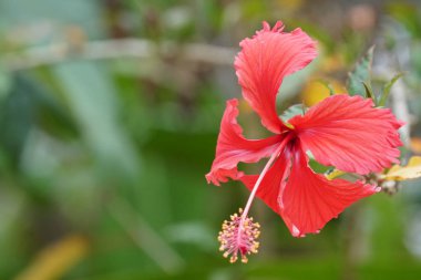 Açık büyüyen renk çiçeği yakın 