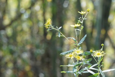 Açık büyüyen renk çiçekler yakın 