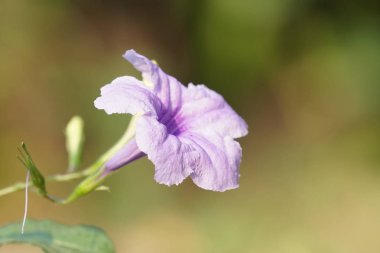 Açık büyüyen renk çiçeği yakın 