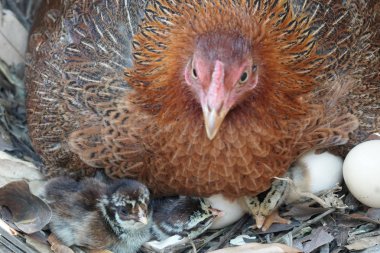 sevimli civciv sadece doğdu, tavuk veya yuvada kuluçka yumurta bakıcısı