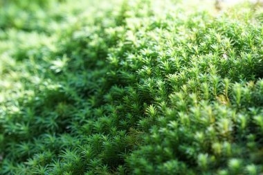 gün içinde açık havada vahşi bitkilerin yakın 