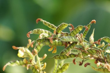 gün içinde açık havada vahşi bitkilerin yakın 
