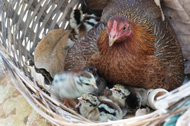 sevimli civciv sadece doğdu, tavuk veya yuvada kuluçka yumurta bakıcısı
