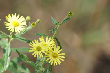 Açık büyüyen renk çiçekler yakın 