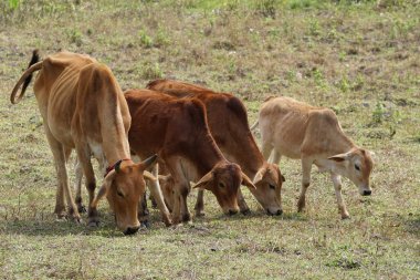 çayır otlatma inek sürüsü 