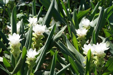 Açık büyüyen renk çiçekler yakın 