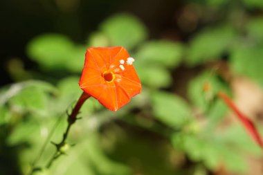 Açık büyüyen renk çiçeği yakın 