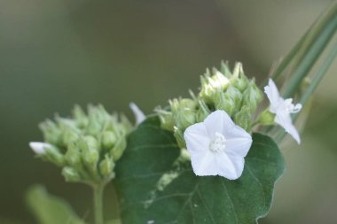 Açık büyüyen renk çiçekler yakın 