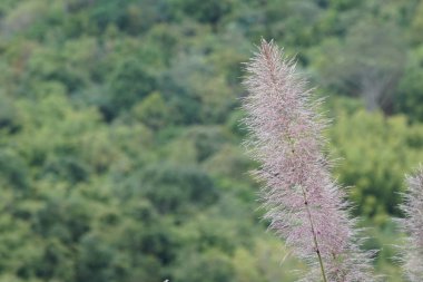 gün içinde açık havada vahşi bitkilerin yakın 