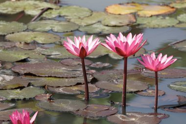 su yüzeyinde su zambak çiçekler yakın 