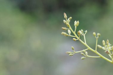 gün içinde açık havada vahşi bitkilerin yakın 