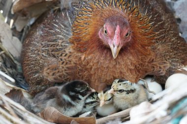 sevimli civciv sadece doğdu, tavuk veya yuvada kuluçka yumurta bakıcısı