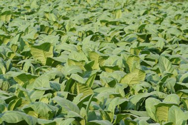 Gündüz, tarım alanının görünümü