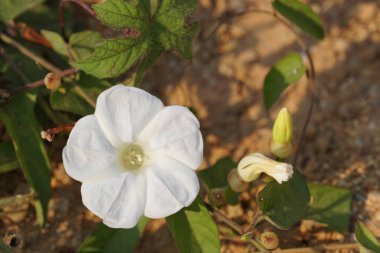 Açık büyüyen renk çiçekler yakın 