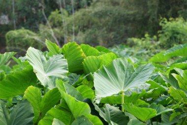 gün içinde açık havada vahşi bitkilerin yakın 