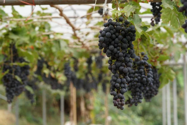 Primer Plano Fruta Fresca Exótica Madurando Rama — Foto de Stock