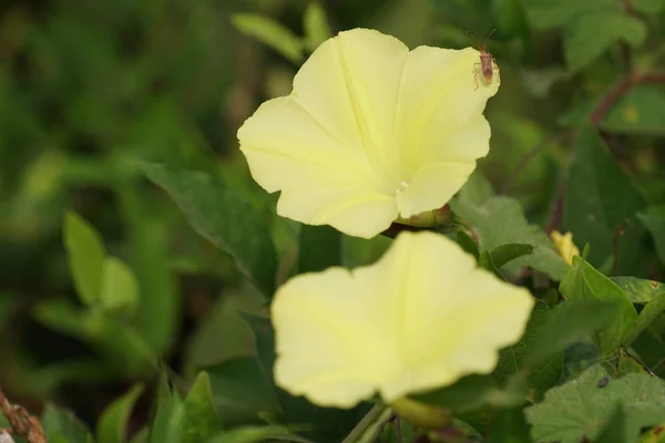 Nahaufnahme Von Farbigen Blumen Die Freien Wachsen — Stockfoto