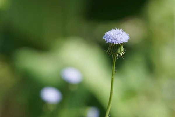 Gros Plan Fleur Couleur Poussant Plein Air — Photo