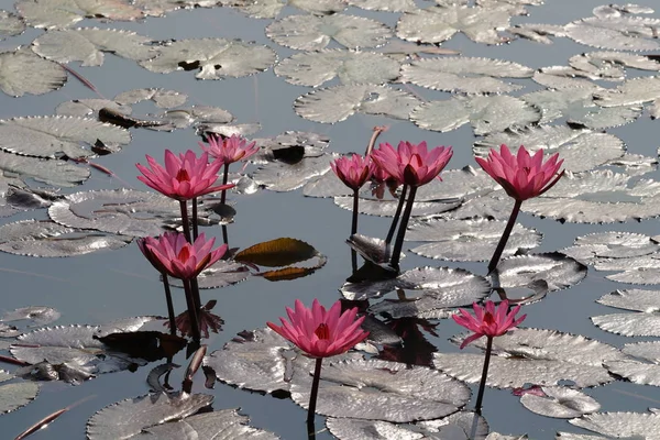 水面上睡百合花的特写 — 图库照片