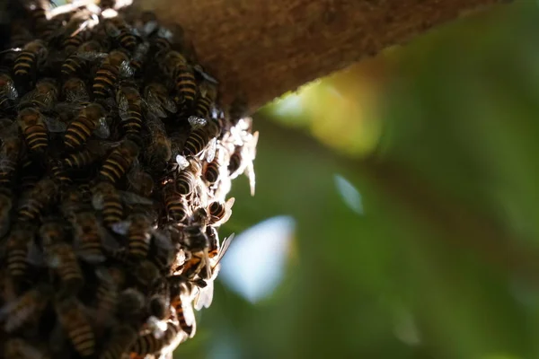 Méhkas Mellett Ülő Méhek Bezárását — Stock Fotó