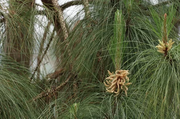 Primer Plano Las Plantas Silvestres Que Crecen Aire Libre Durante — Foto de Stock