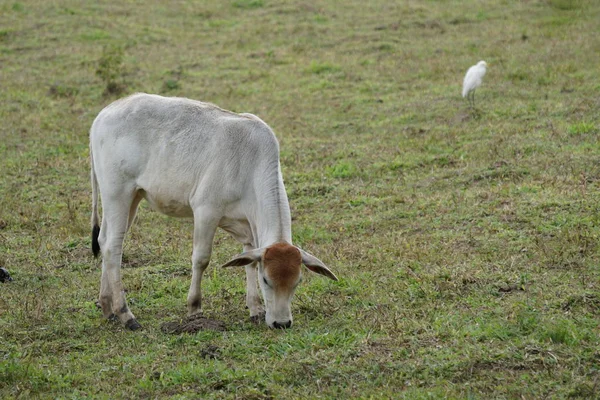 Cow Grazing Meadow Daytime — Stock Photo, Image