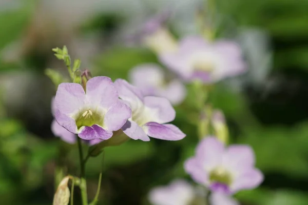 Nahaufnahme Von Farbigen Blumen Die Freien Wachsen — Stockfoto