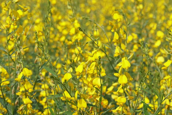 屋外で成長している色の花のクローズアップ — ストック写真