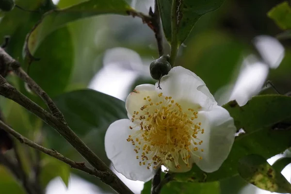 Primer Plano Flor Color Creciendo Aire Libre — Foto de Stock