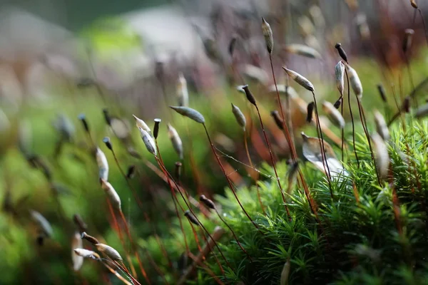 Perto Plantas Silvestres Livre Durante Dia — Fotografia de Stock